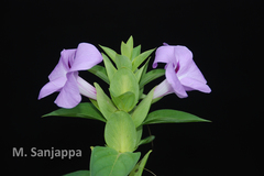 Barleria gibsonii